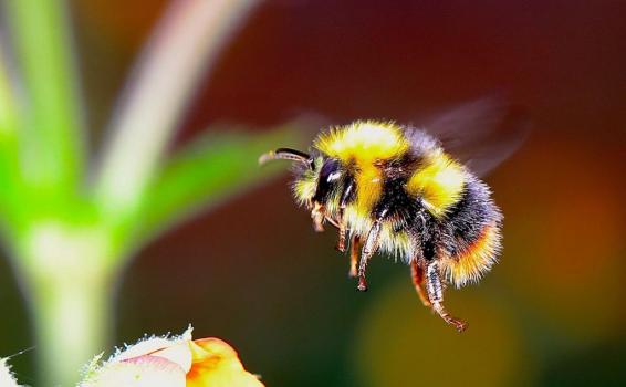 image for Científicos encuentran similitudes entre la actividad cerebral de las abejas y los humanos