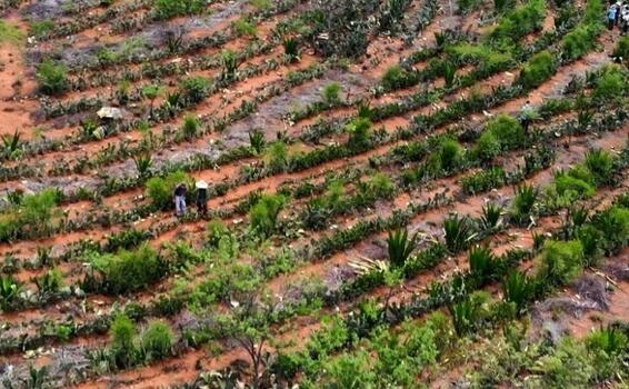 image for Agricultores en Brasil que convirtieron un desierto en un bosque