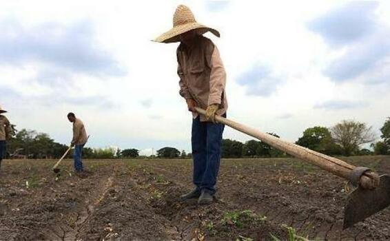 image for Productores de 428 municipios afectados reciben imdemnizacion