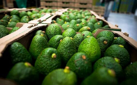 image for Chile autoriza el ingreso del aguacate hass colombiano
