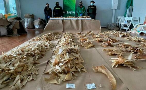 Colombia incauta 3400 aletas de tiburón que irían a China image for Colombia incauta 3400 aletas de tiburón que irían a China