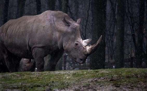 China en su lucha con el medio ambiente Un rinoceronte en el bosque