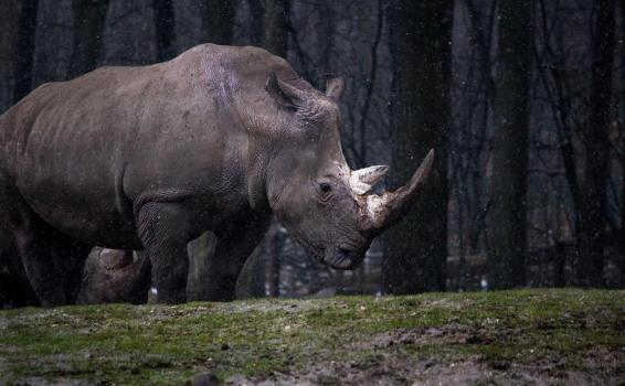 Un rinoceronte en el bosque