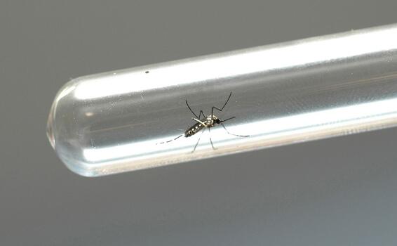 image for Amazonas integra ação para testar resistência do Aedes aegypti