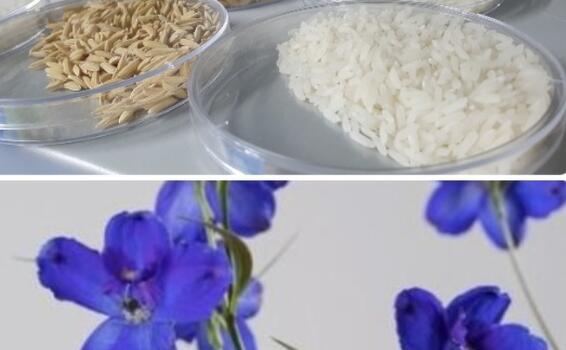 Colombia podrá exportar semilla de arroz y plantas in vitro de delphinium a Ecuador image for Colombia podrá exportar semilla de arroz y plantas in vitro de delphinium a Ecuador
