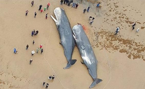 image for Encuentran partes de autos y plástico en ballenas muertas