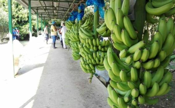 Sector bananero tendrá cero aranceles para exportaciones image for Sector bananero tendrá cero aranceles para exportaciones
