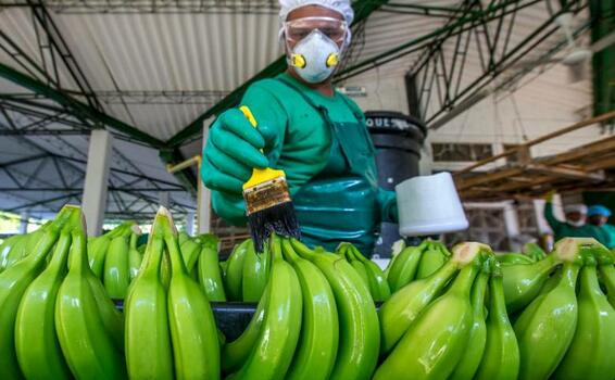 image for Bananos editados geneticamente estarian disponibles en Colombia