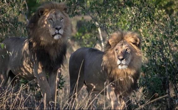 Dos leones siendo fotografiados