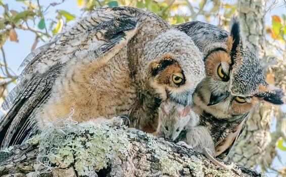 image for Poisons killed beloved owls in Tampa Bay