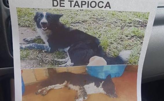 Afiche de perro desaparecido