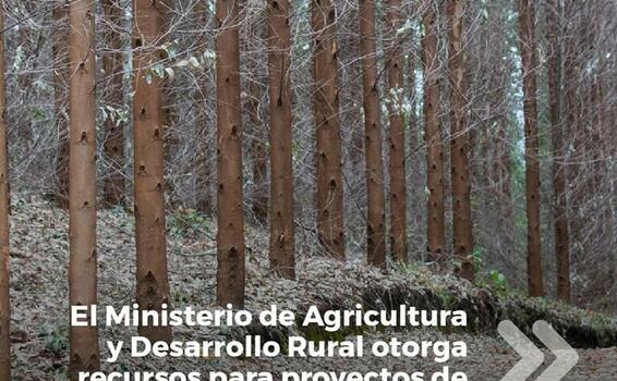 image for Ministerio recibe proyectos de reforestación