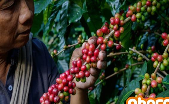 image for Productores de café participan en gran feria orgánica mundial