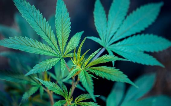 Canavis de uso medicinal y terapeutico podrá adquirirse en farmacia Hoja de marihuna
