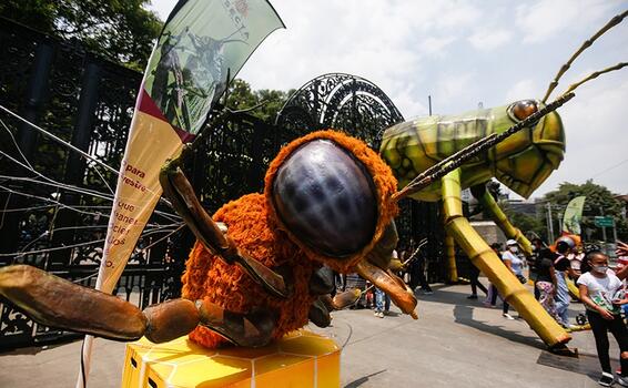 image for Insectos gigantes inundan el Bosque de México en Semana Santa