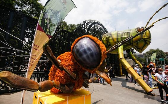 Insectos gigantes inundan el Bosque de México en Semana Santa image for Insectos gigantes inundan el Bosque de México en Semana Santa