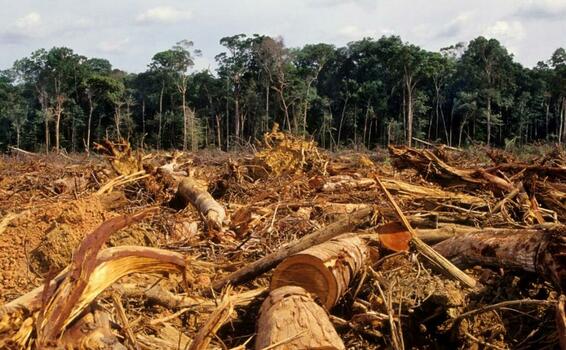 image for Procuraduria emite alerta por deforestacion del  Amazonas