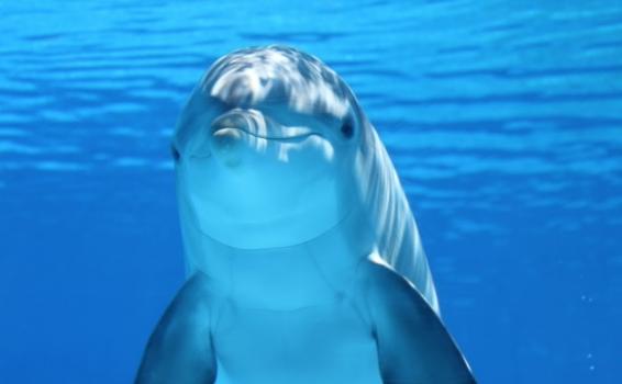 Delfin mirando una camara