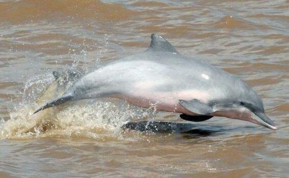 image for Colombia acogerá llamado global para conservar los delfines de río