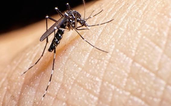 image for Medidas de prevenção contra a dengue no Amazonas