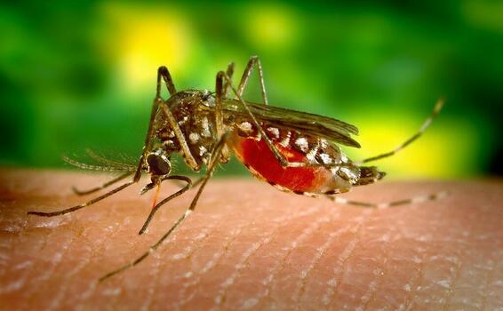 image for Amazonas tem 2 mortes por dengue confirmadas pelo governo do estado