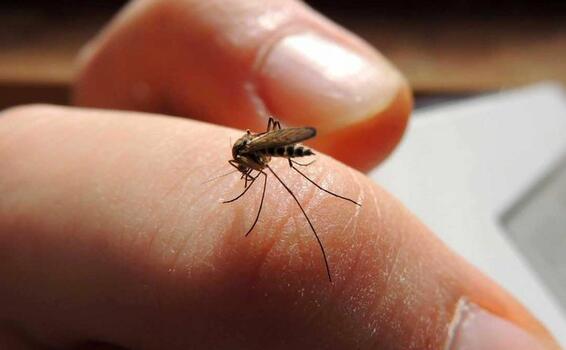 image for Incremento de casos de dengue en el Cauca