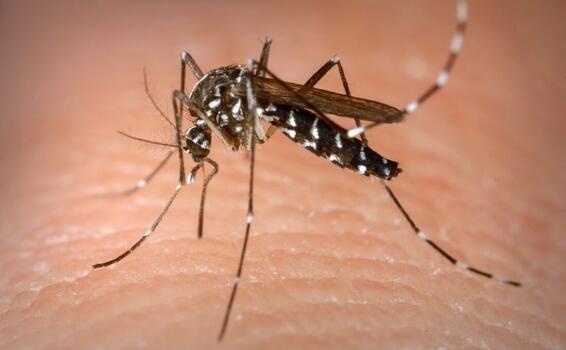 image for Américas podem registrar pior surto de Dengue da história