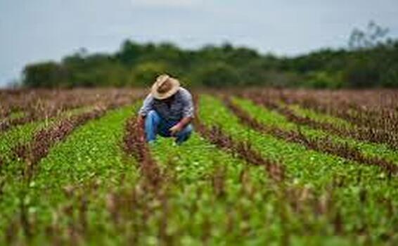 Urge una nueva ley para impulsar el sector agrario image for Urge una nueva ley para impulsar el sector agrario