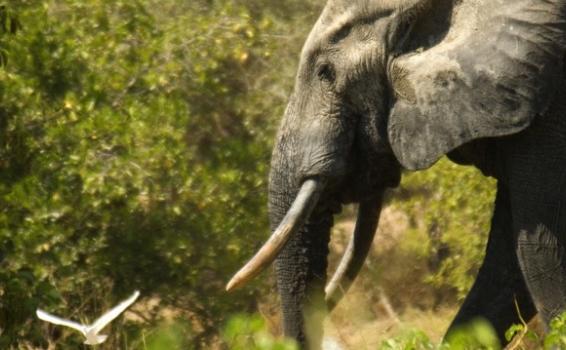 Un elefante en la selva 