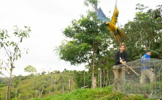 image for Guacamayas vuelven a su hábitat tras tres años de rehabilitación