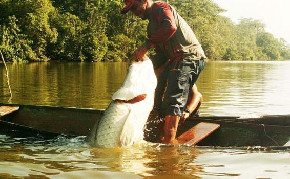 Assistência técnica do Idam fortalece pesca manejada do pirarucu image for Assistência técnica do Idam fortalece pesca manejada do pirarucu