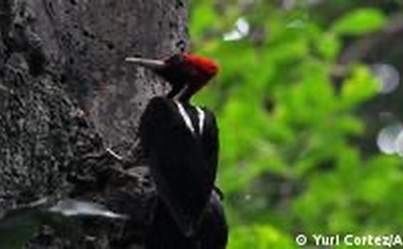 image for Costa Rica tendrá áreas naturales protegidas en las ciudades