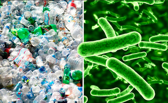 image for Bacteria que come plástico puede ser la clave del reciclaje