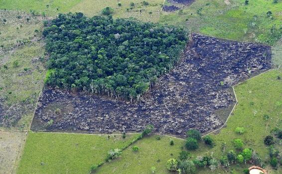 image for Escenario de desarrollo sostenible evitaría la deforestación 