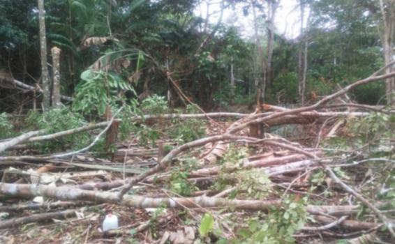image for Policía ambiental realiza control a la tala ilegal 
