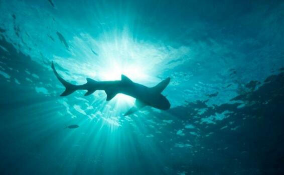 Científicos descubren especie de tiburón extinta hace millones de años image for Científicos descubren especie de tiburón extinta hace millones de años