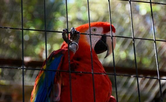 Fuana colombiana Cisne