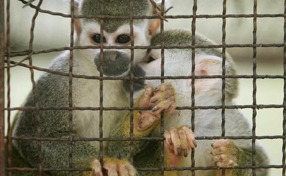Destacan llucha contra el tráfico de animales silvestres image for Destacan llucha contra el tráfico de animales silvestres