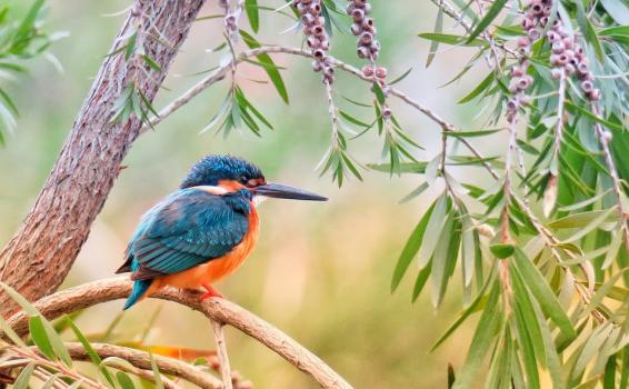 Aves rescatadas en Bogota Ave en una arbol
