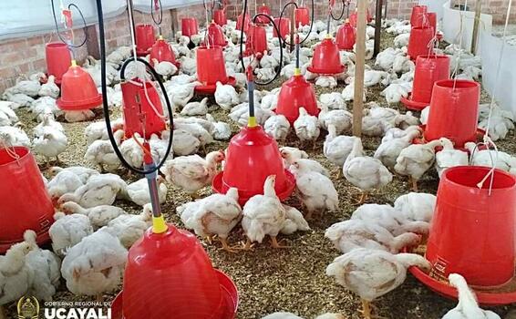 image for Segunda campaña de producción y comercialización de pollos