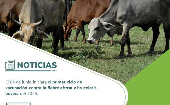 Vacunación contra la fiebre aftosa y brucelosis bovina del 2024 image for Vacunación contra la fiebre aftosa y brucelosis bovina del 2024