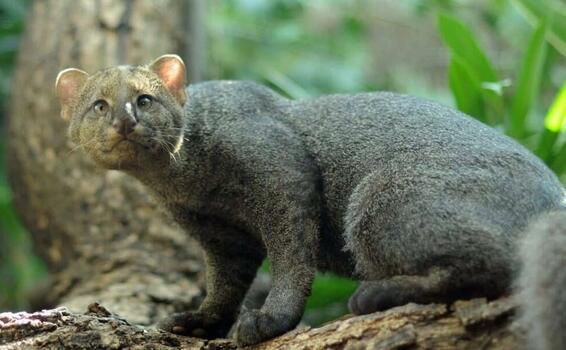 Felino avistado en pueblo nuevo y que la CVS insta a proteger image for Felino avistado en pueblo nuevo y que la CVS insta a proteger
