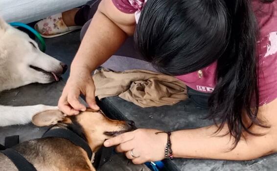 image for Jornada de esterilización canina y felina gratuita en Puerto Leguízam