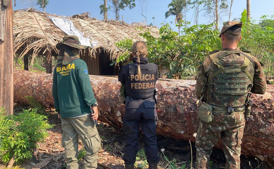 image for PF deflagra operação contra extração ilegal de madeira