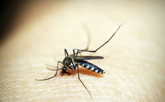 Brasil tem muitos casos provaveis de dengue este ano image for Brasil tem muitos casos provaveis de dengue este ano