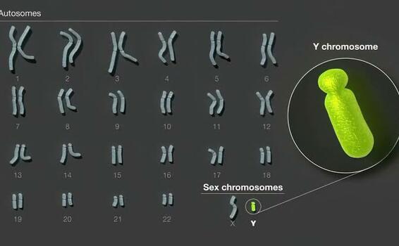 image for Científicos secuencian completamente el cromosoma Y humano