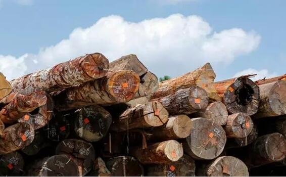 image for Extração ilegal de madeira em terras indígenas cresce