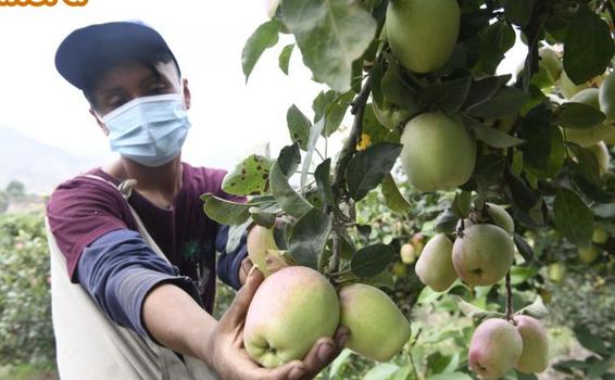 image for Mejoran producción de manzana en Huaral con guano de las islas