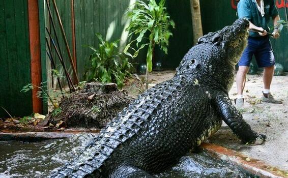 image for Maior crocodilo em cativeiro do mundo completa 120 anos