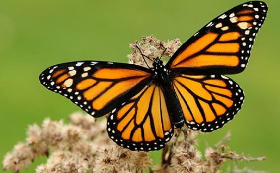 Mariposa posada en una flor